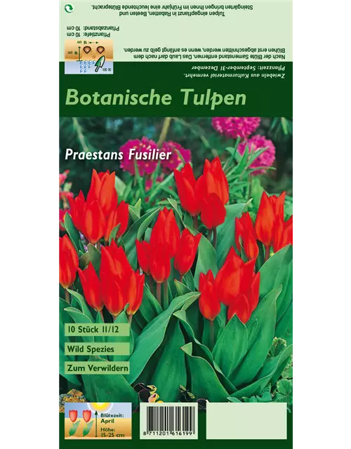 Blumenzwiebel Set 'Red Passion'