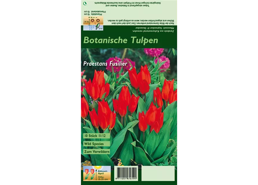 Blumenzwiebel Set 'Red Passion'