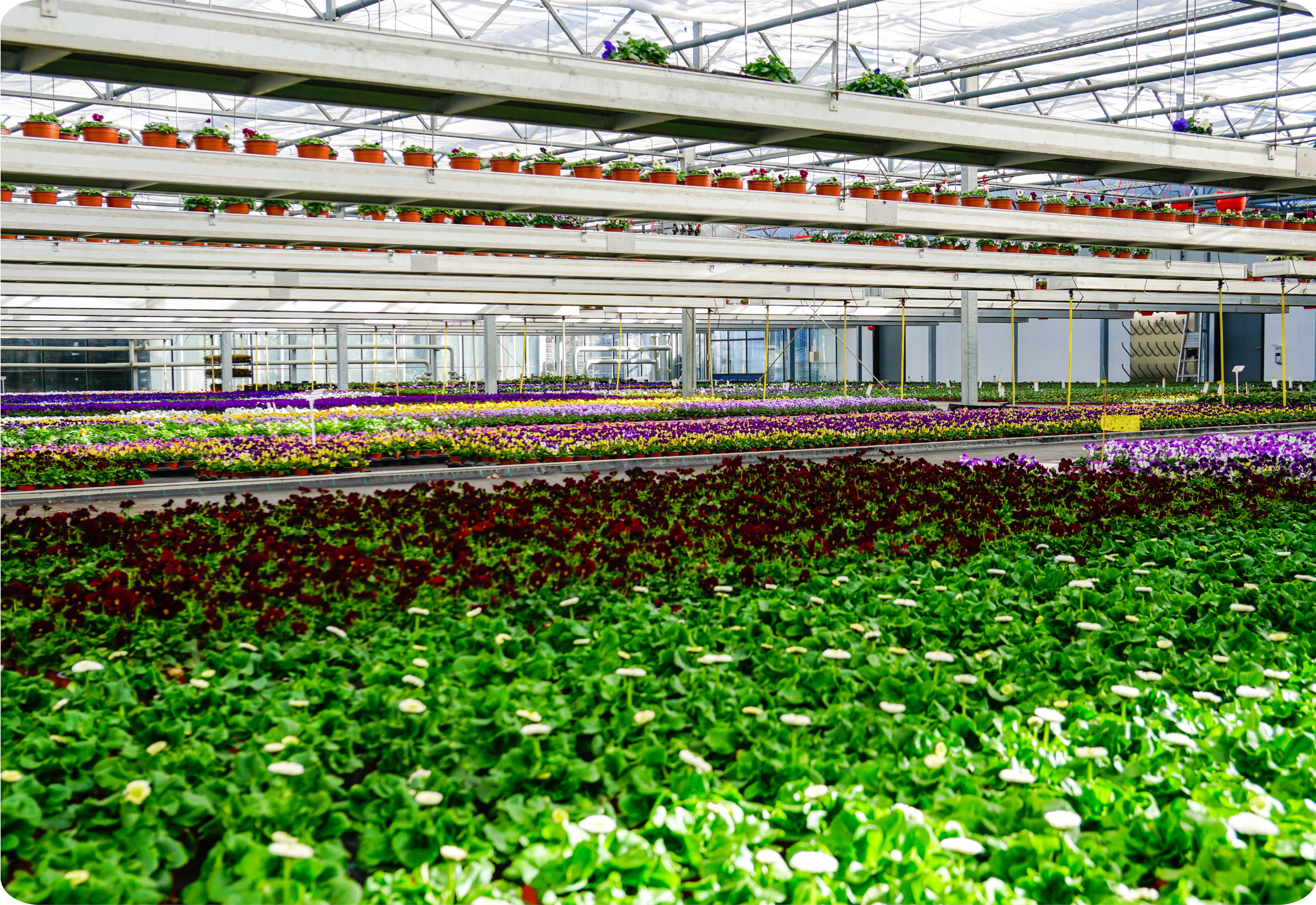 Eigene Pflanzenproduktion im Gartencenter Kiefl bei München