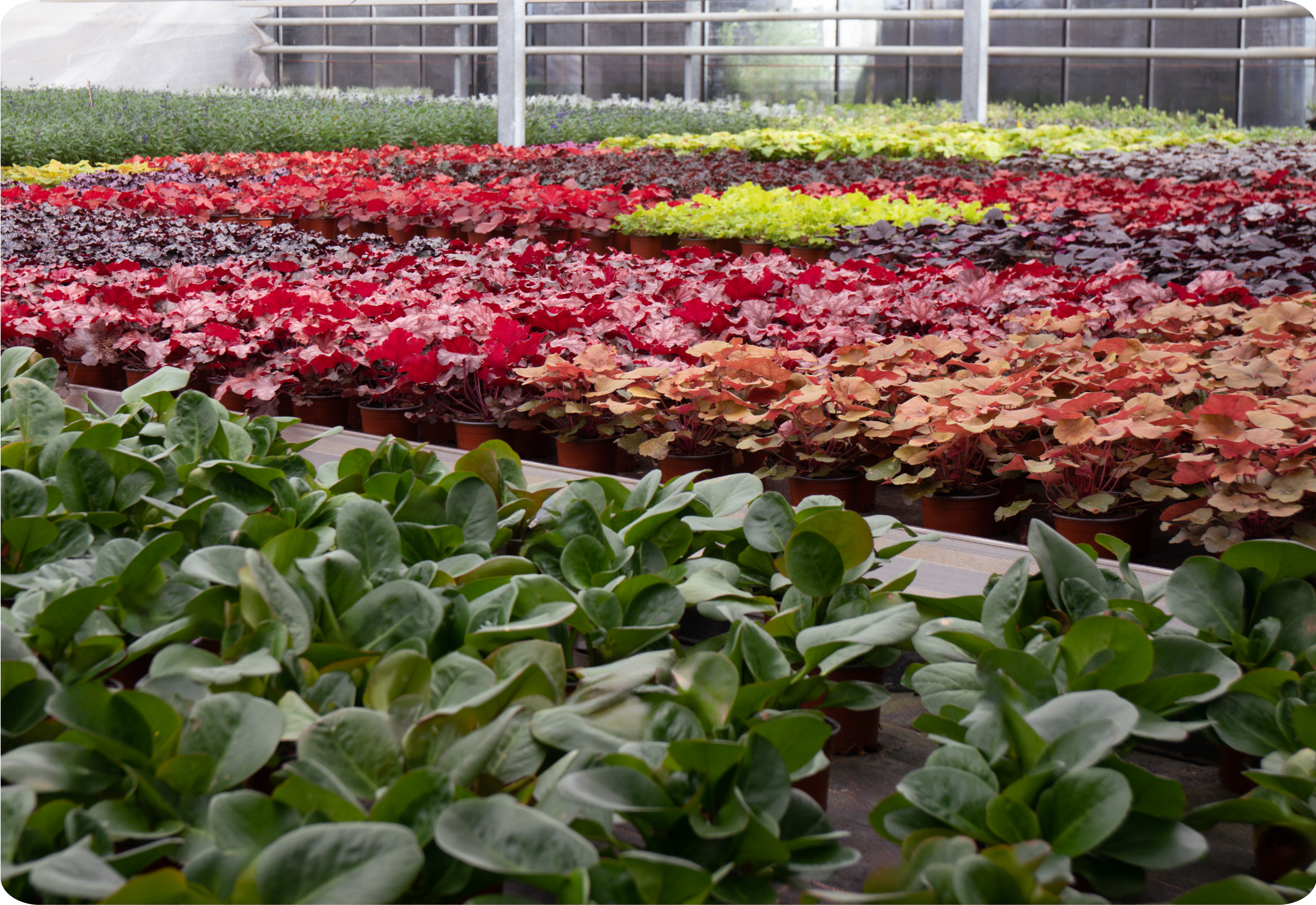 Nachhaltige Pflanzenpflege in der Kiefl Gärtnerei