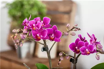 Pflanze des Monats Januar: Orchidee