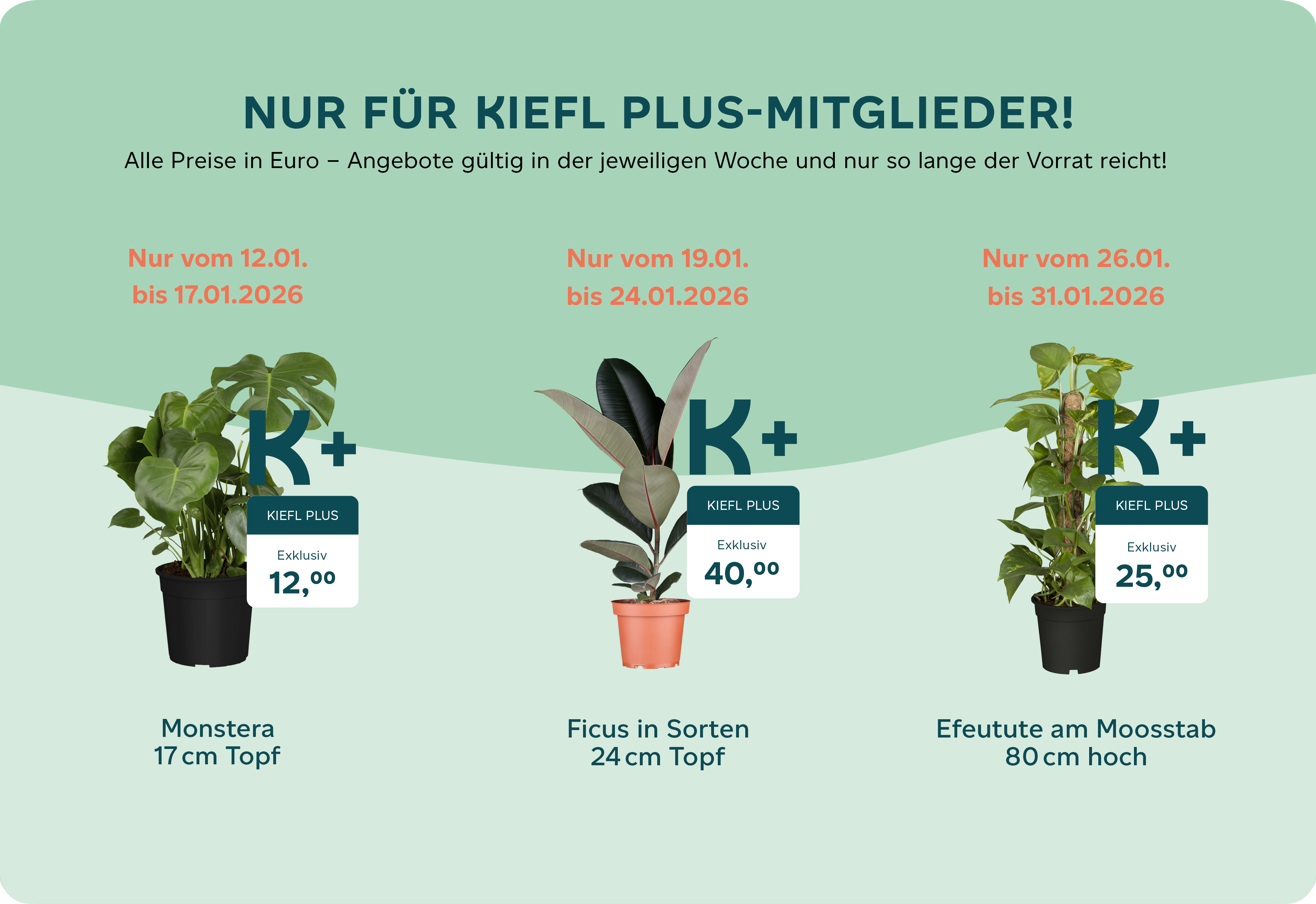 Kiefl Plus Angebote Januar 2026 Webseite.png