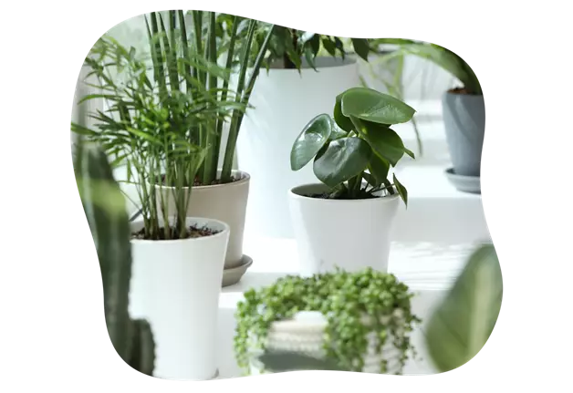 zimmerpflanzen_im_winter_kiefls_welt_in_gauting_bei_muenchen_1.png
