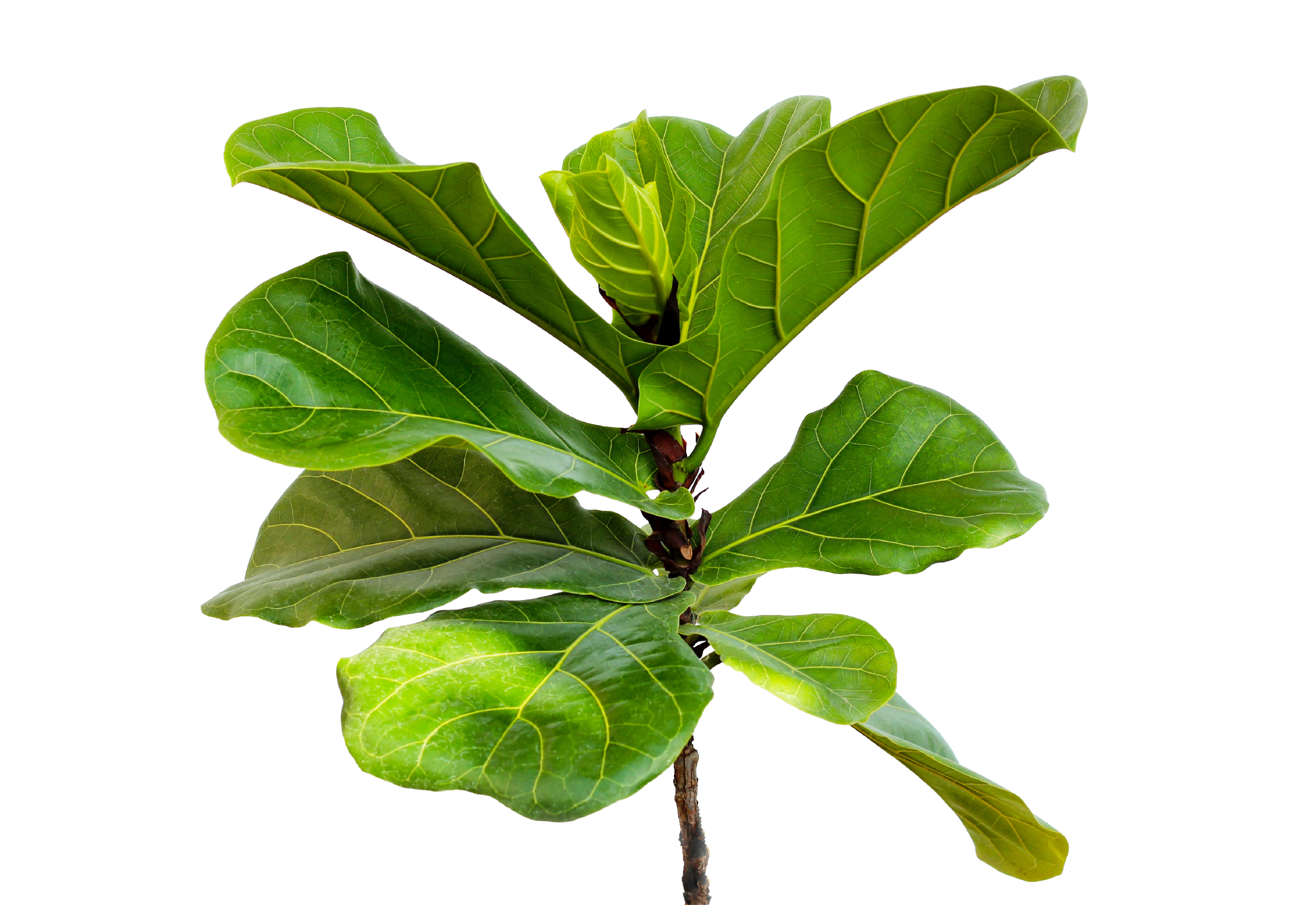 ficus_pflanze_kaufen_kiefl_gauting