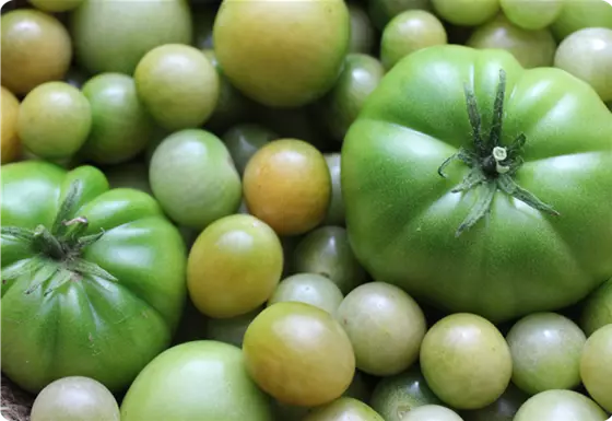 Grüner Tomatenketchup 
