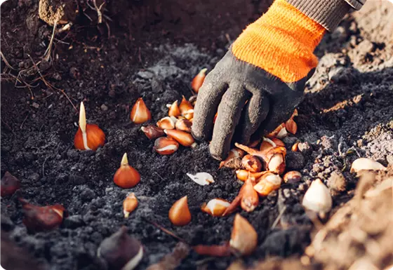 Frühlingsblüher pflanzen