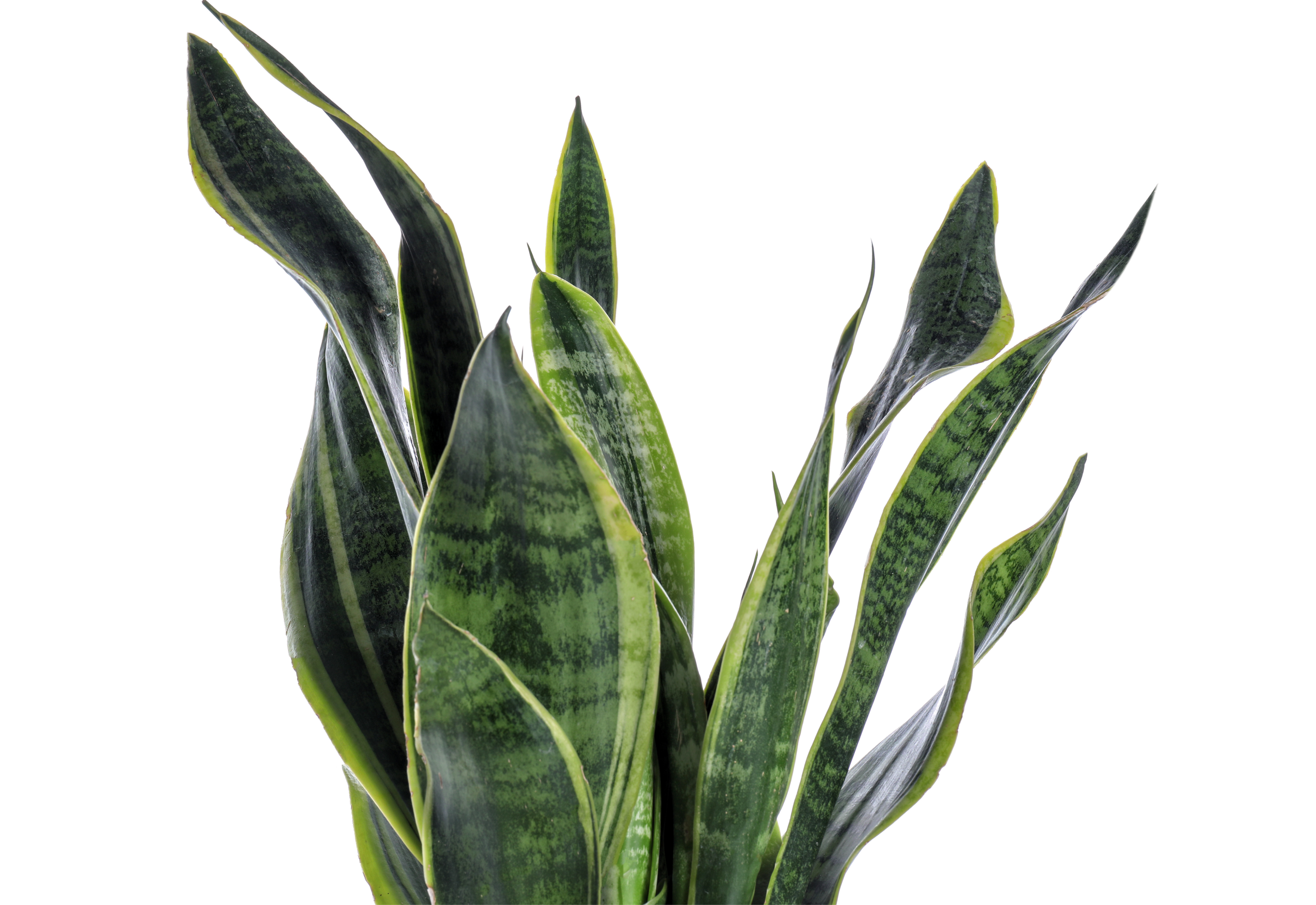 sansevieria_kiefls_welt_in_gauting_bei_muenchen.png