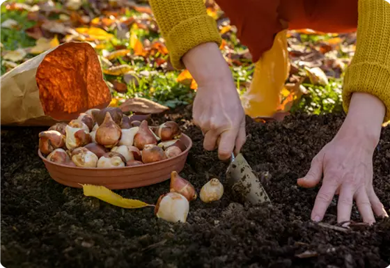 Blumenzwiebeln pflanzen – So erstrahlt der Garten im Frühjahr