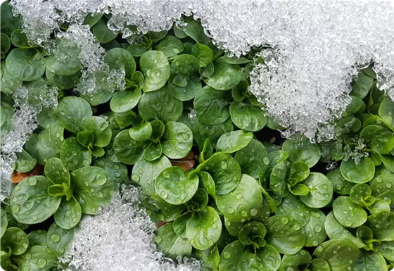Herbst- und Wintersalate 