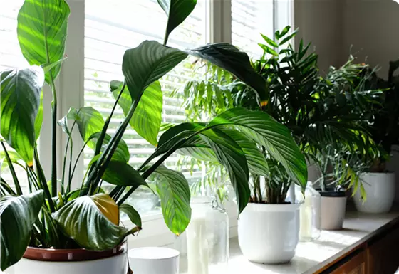 Zimmerpflanzen im Winter richtig pflegen