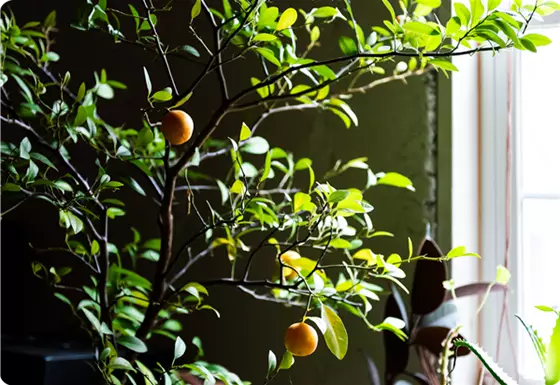 Kübelpflanzen richtig überwintern