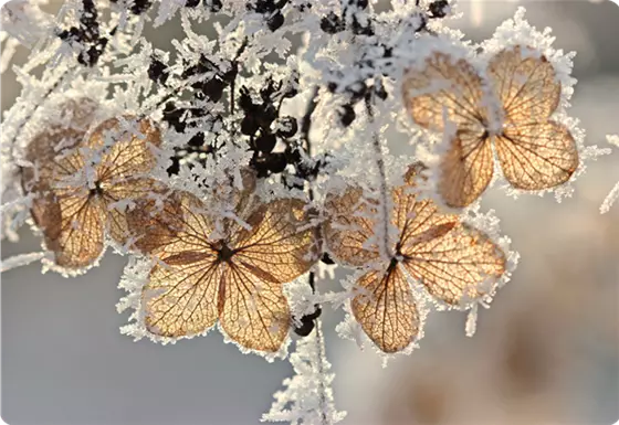 Rosen, Stauden & Gehölze im Winter schützen