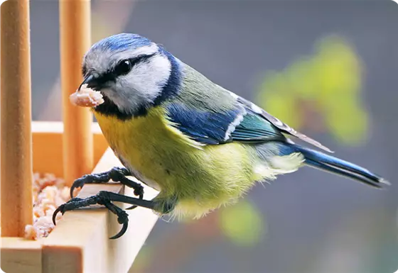 Vögel im Winter richtig füttern