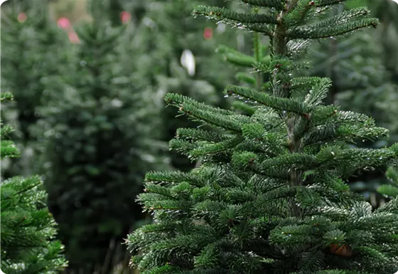 Christbaum lange frisch halten