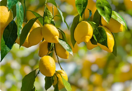 Zitruspflanzen & Wohlbefinden