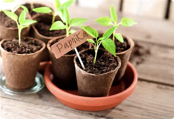 Chili, Paprika & Aubergine im Januar vorziehen
