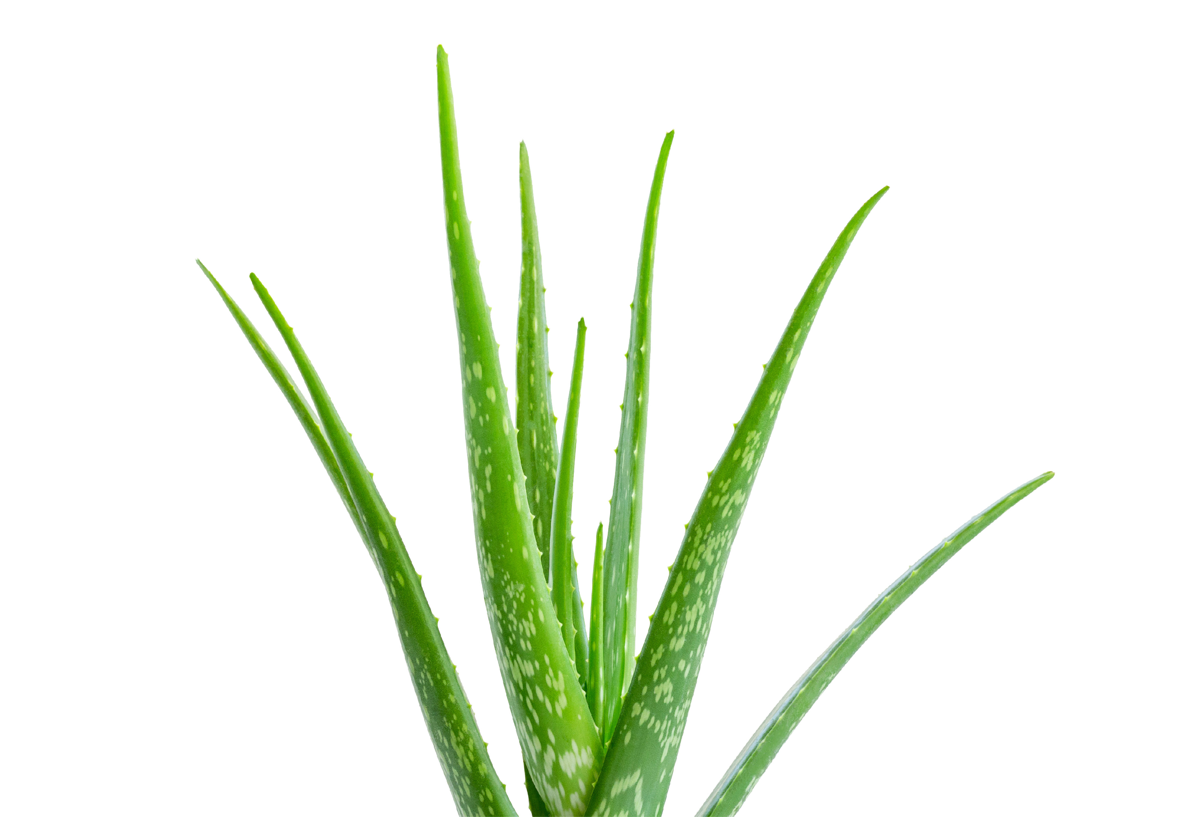 aloe_vera_kiefls_welt_in_gauting_bei_muenchen.png