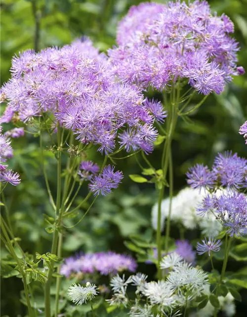 Akeleiblättrige Wiesenraute