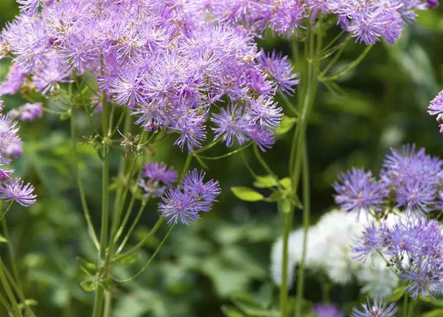 Akeleiblättrige Wiesenraute