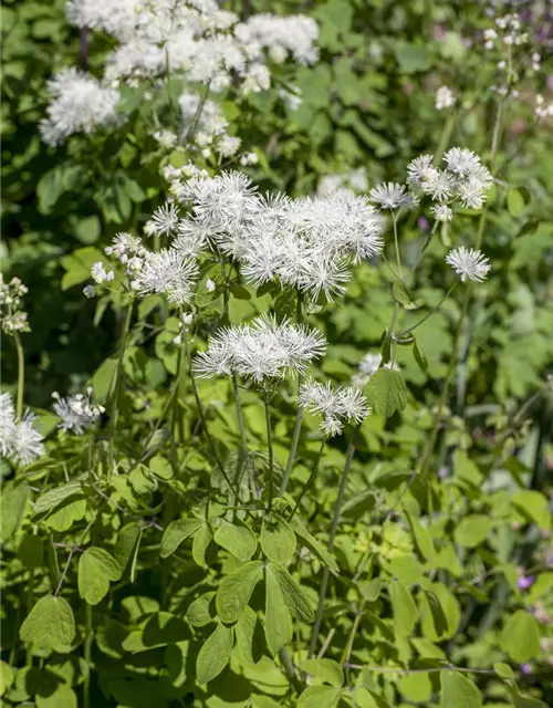 Akeleiblättrige Wiesenraute