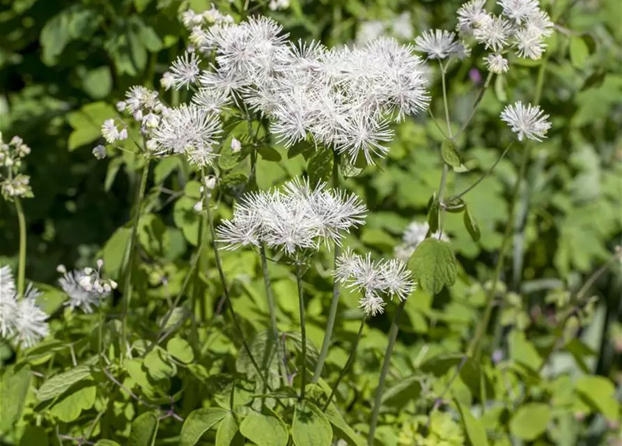 Akeleiblättrige Wiesenraute