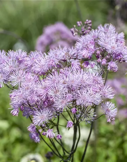 Akeleiblättrige Wiesenraute