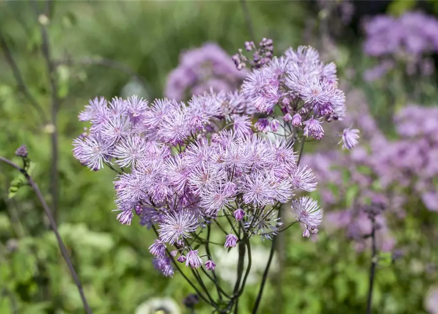 Akeleiblättrige Wiesenraute