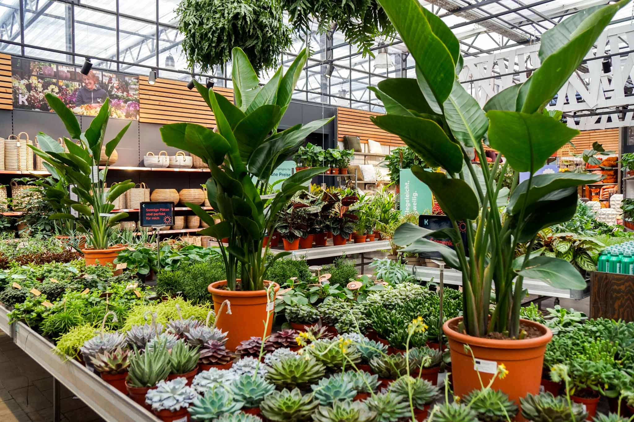 sortimentsuebersicht_januar_2026_kiefls_welt_gartencenter_in_gauting_bei_muenchen-25.jpg