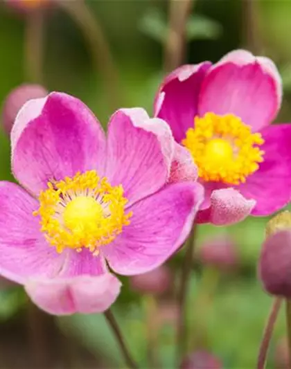 China-Herbst-Anemone 'Praecox'