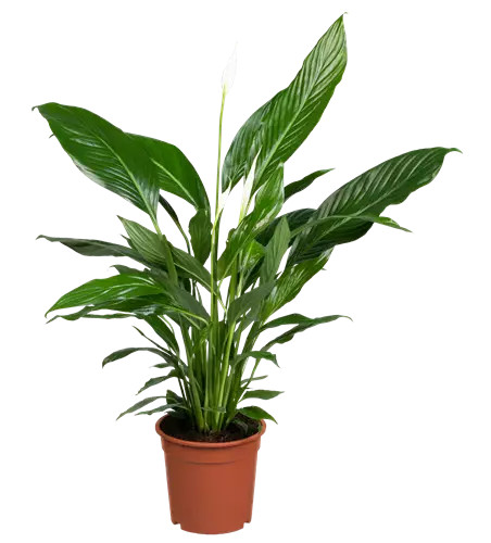 Einblatt 'Sweet Lauretta'