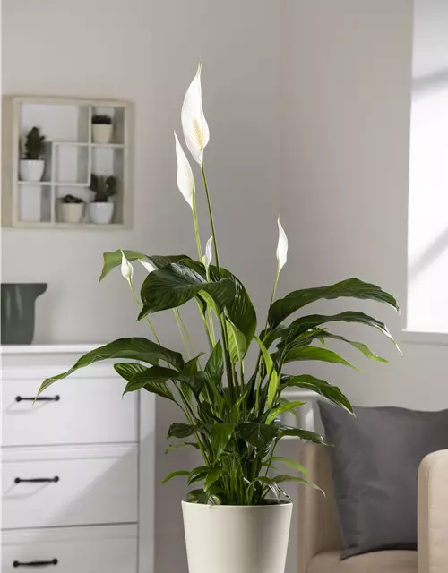 Einblatt 'Sweet Lauretta'