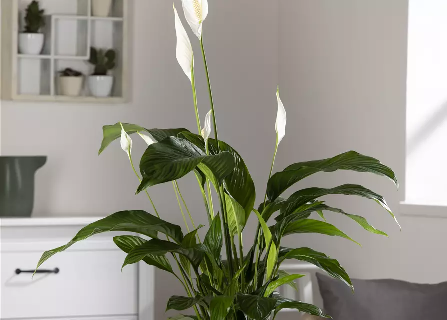 Einblatt 'Sweet Lauretta'