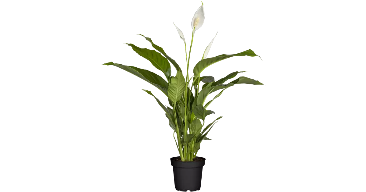 Einblatt Chopin, Spathiphyllum Chopin