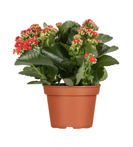 Kalanchoe 