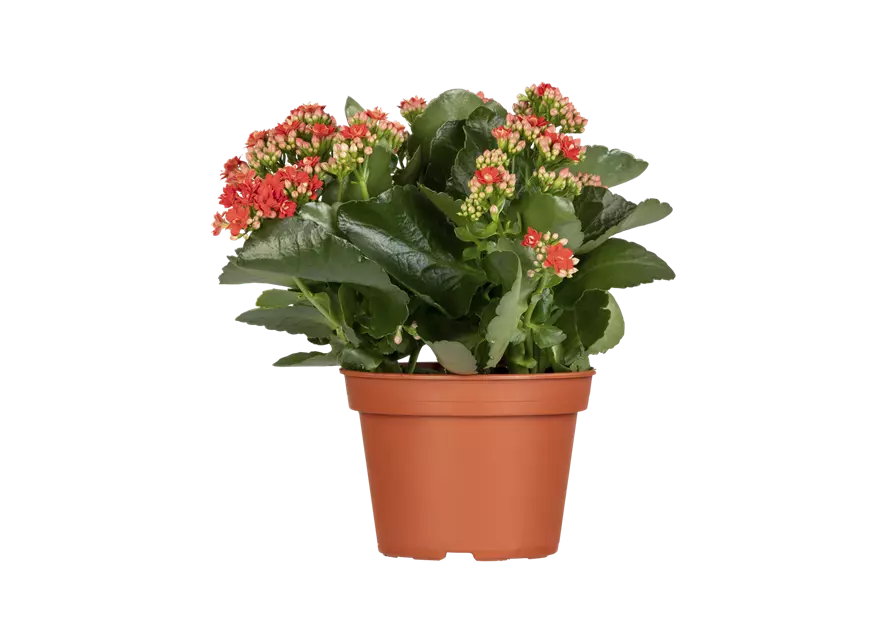 Kalanchoe 
