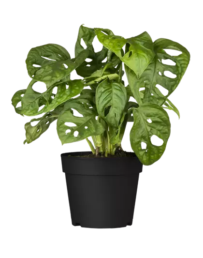 Geschlitztes Fensterblatt