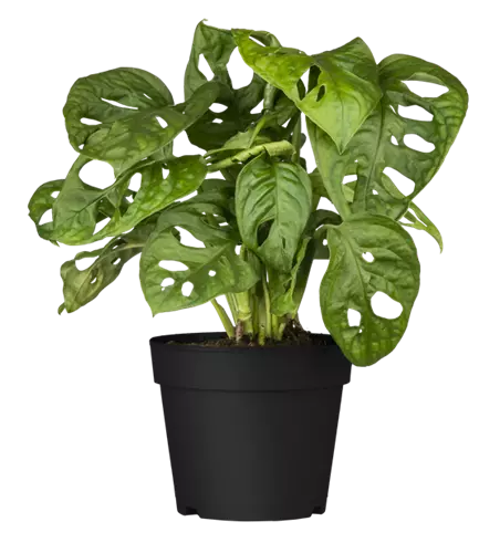 Geschlitztes Fensterblatt