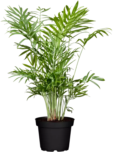 Areca-Palme, Goldfruchtpalme