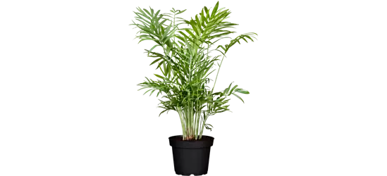 Areca-Palme