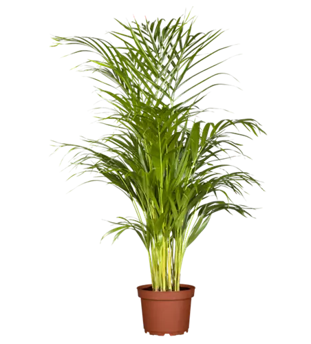 Areca-Palme