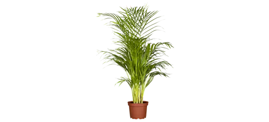 Areca-Palme