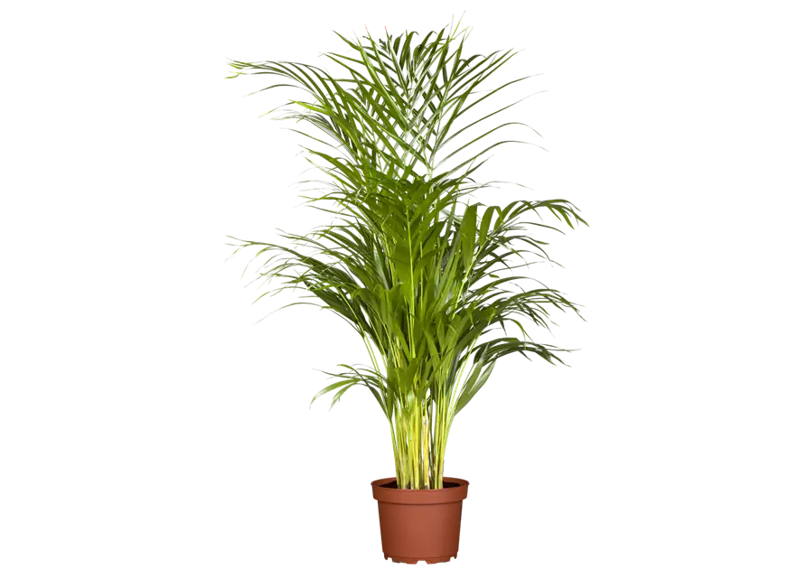 Areca-Palme