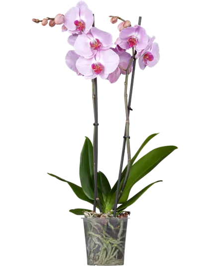 Orchidee 2-rispig