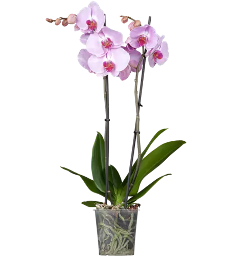 Orchidee 2-rispig