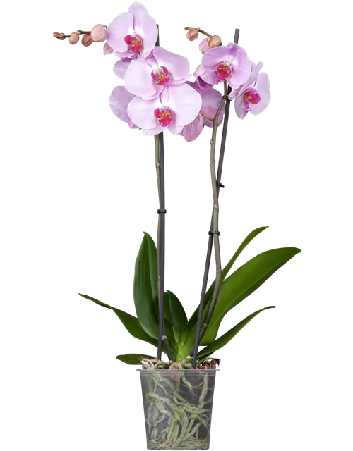 Orchidee 2-rispig