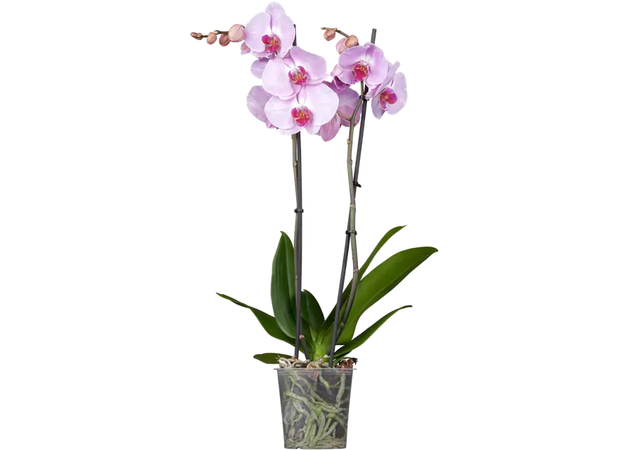 Orchidee 2-rispig