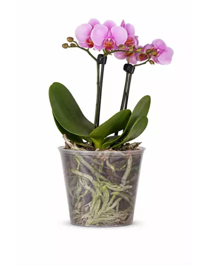 Phalaenopsis 2-rispig
