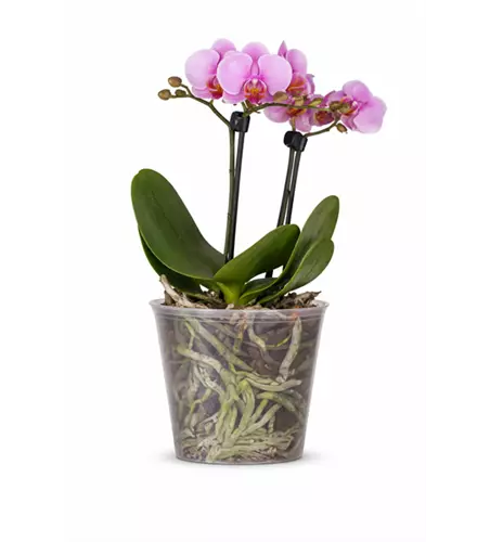 Phalaenopsis 2-rispig