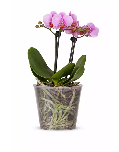 Phalaenopsis 2-rispig