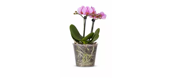 Phalaenopsis 2-rispig